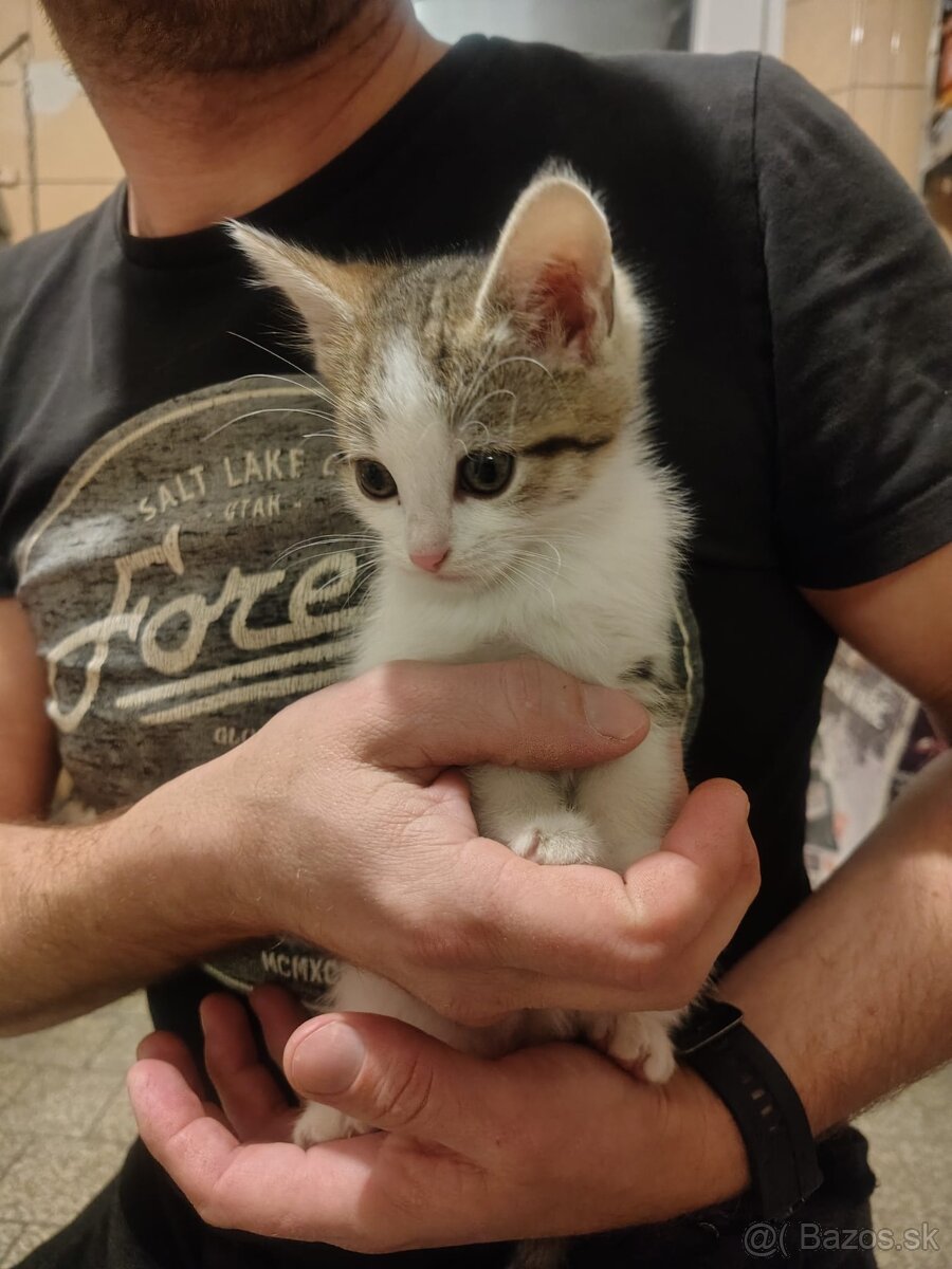 Darujem Mačiatko - 2