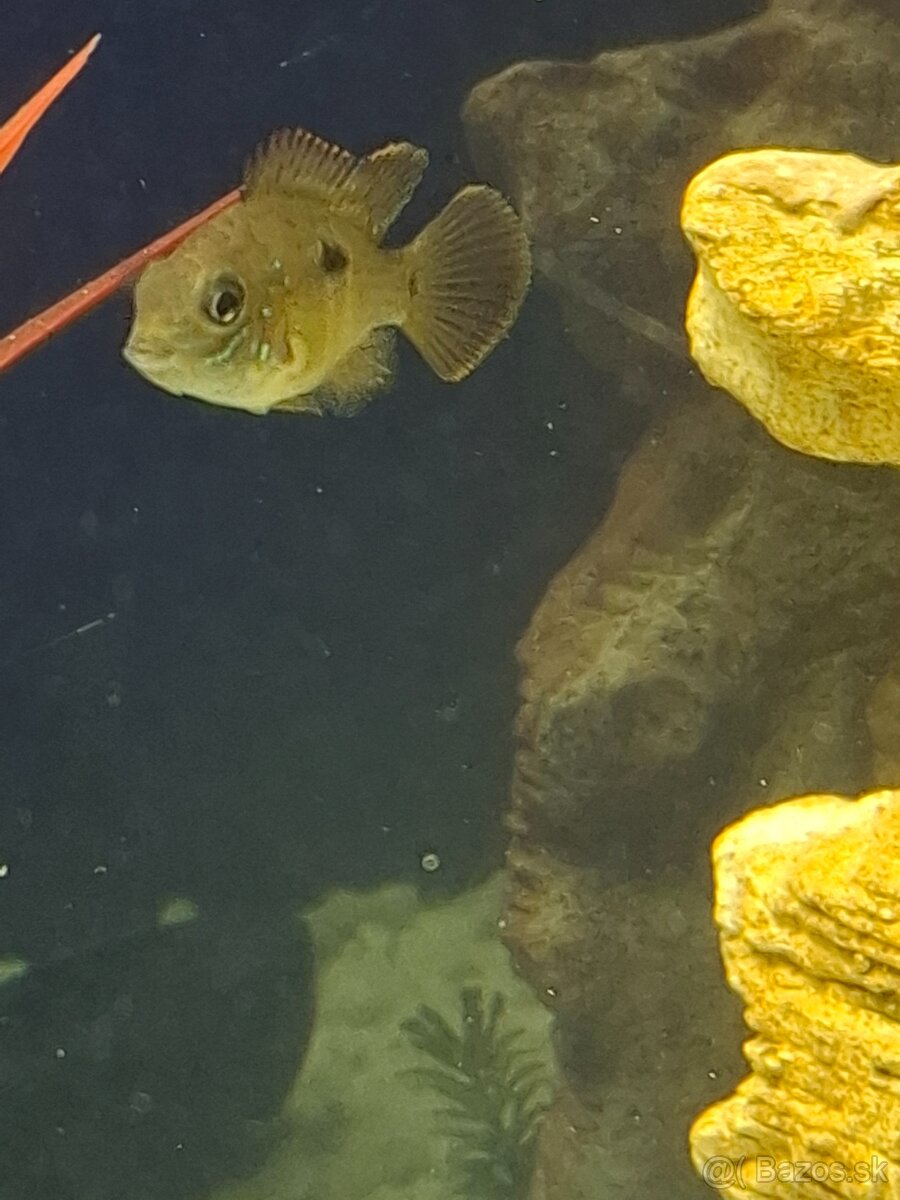 Predám cichlidu akara modrá - 2