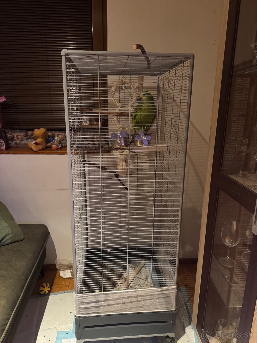 Amazonan modrocely - 2