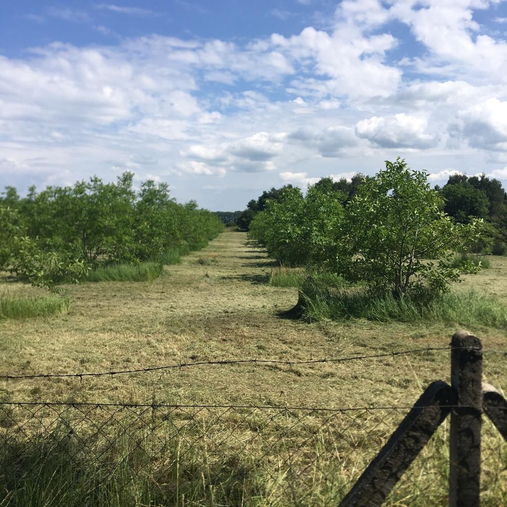 Ponúkam na predaj orechový sad v obci Okoč. - 2