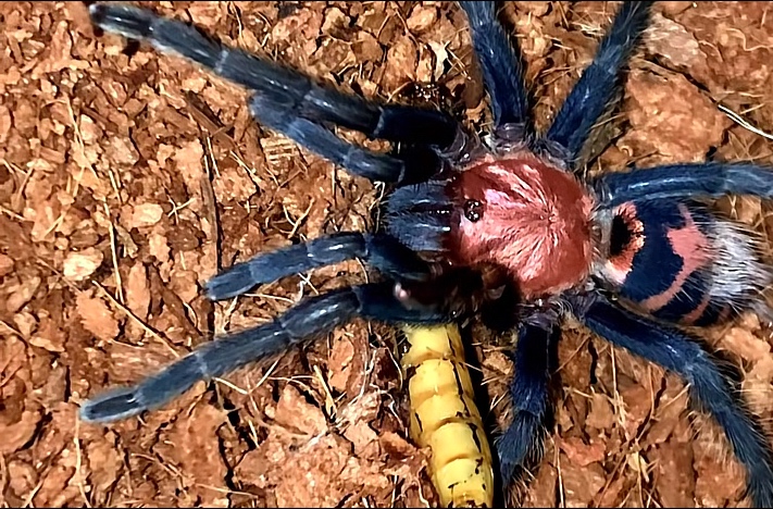 Tarantula,vtackár - 2