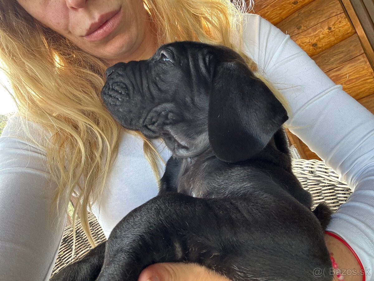 Nemecká doga - Great Dane - 2