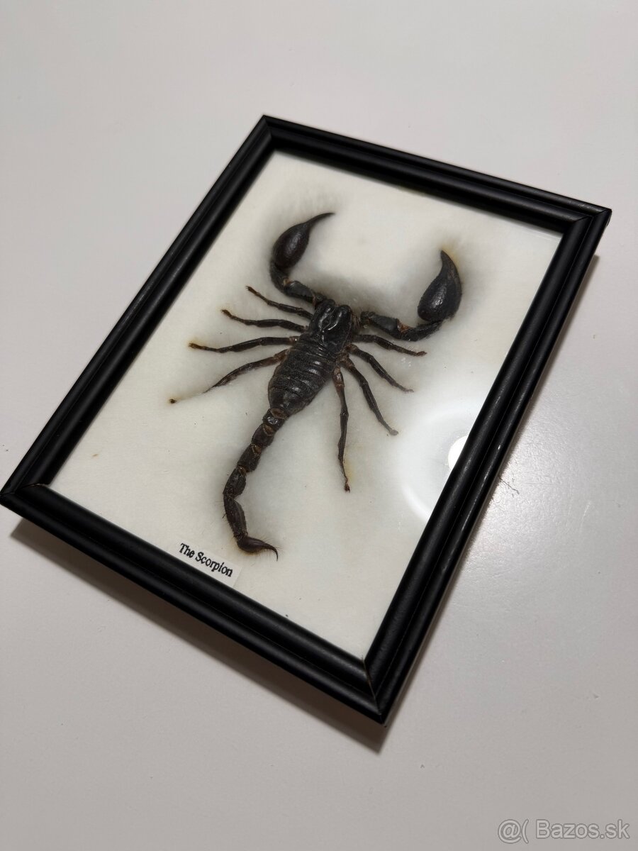 Predam vypreparovaneho škorpiona - 2