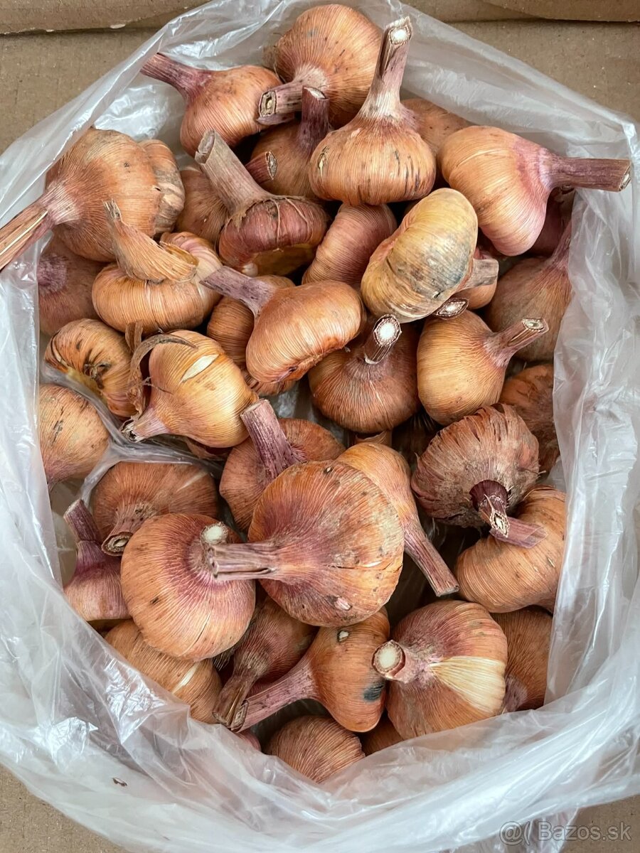 Gladioly cibulky. - 2