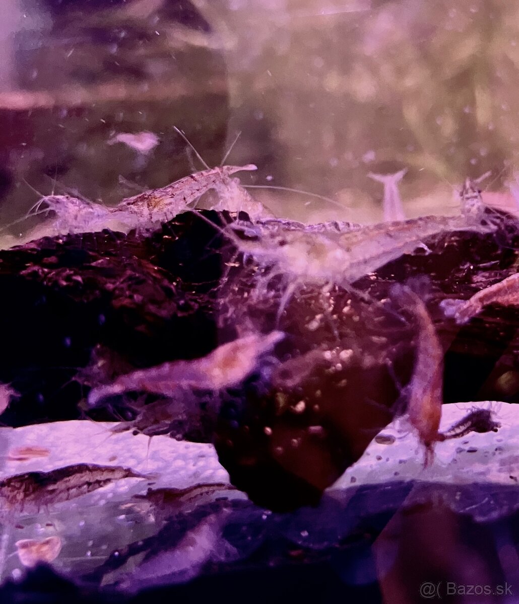 Neocaridina krevetky - 2