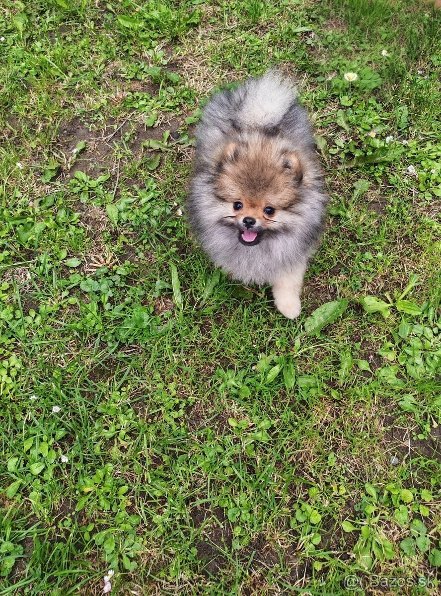 Pomeranian psik - 2