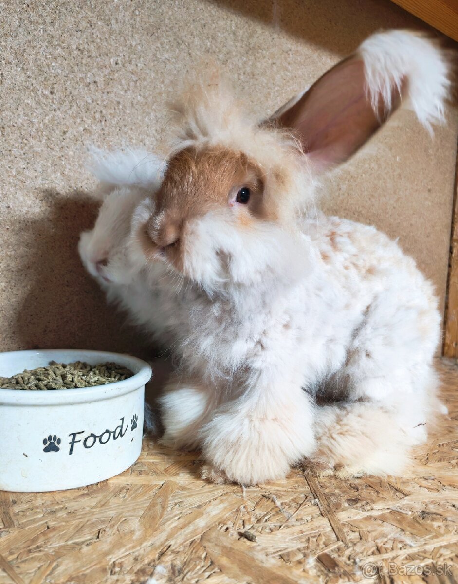 Anglická angora - 2