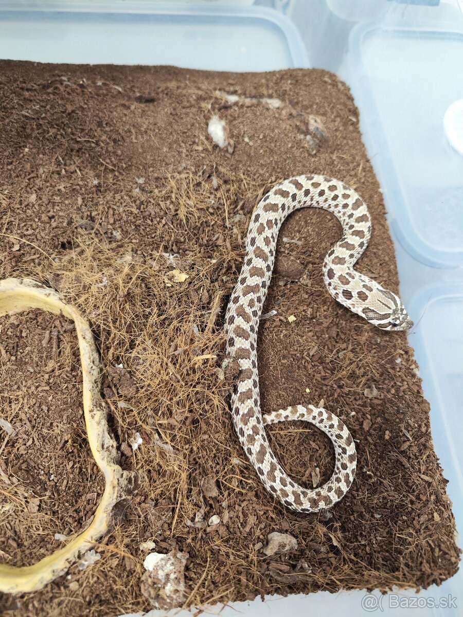 Heterodon - 2