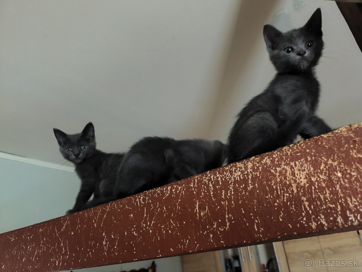 🐱 Britské modre mačiatka - 2