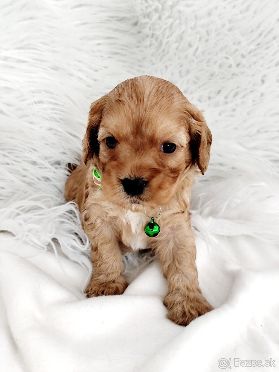 Cavapoo - 2