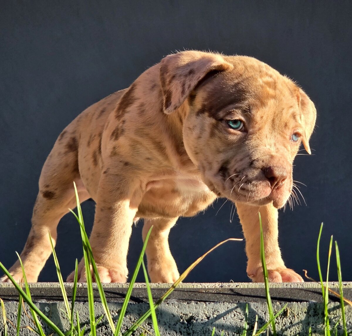 American Bully XL XXL - 2