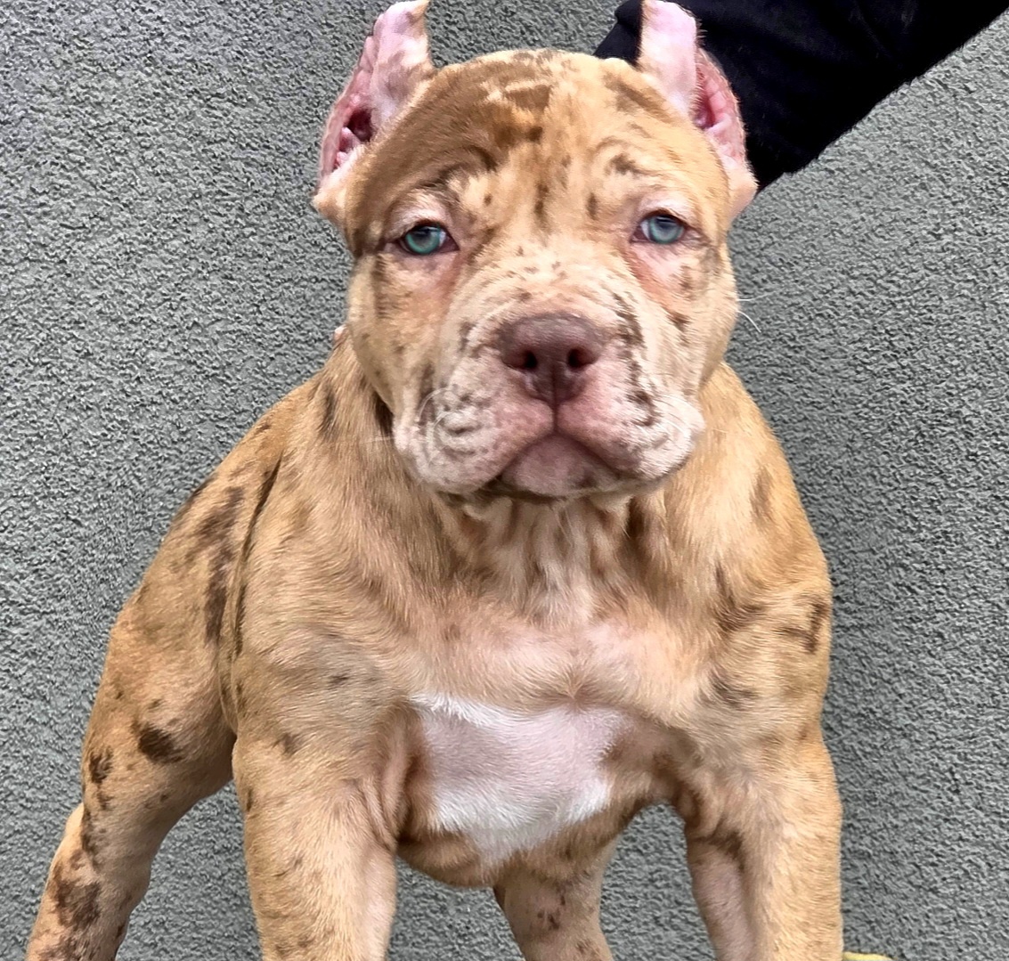 American Bully XL XXL - 2