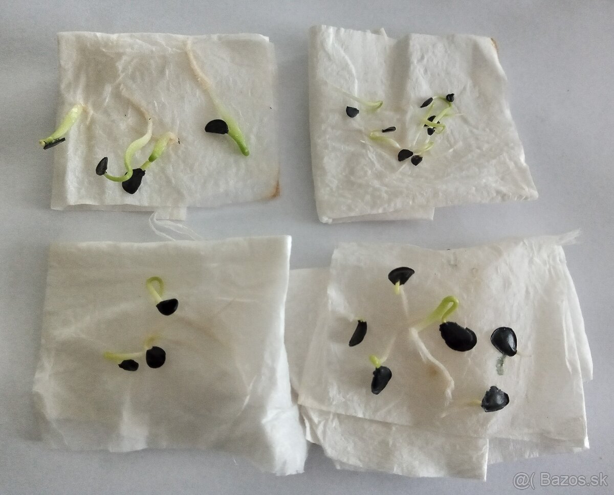 Mrazuvzdorné Agave - semená - 2