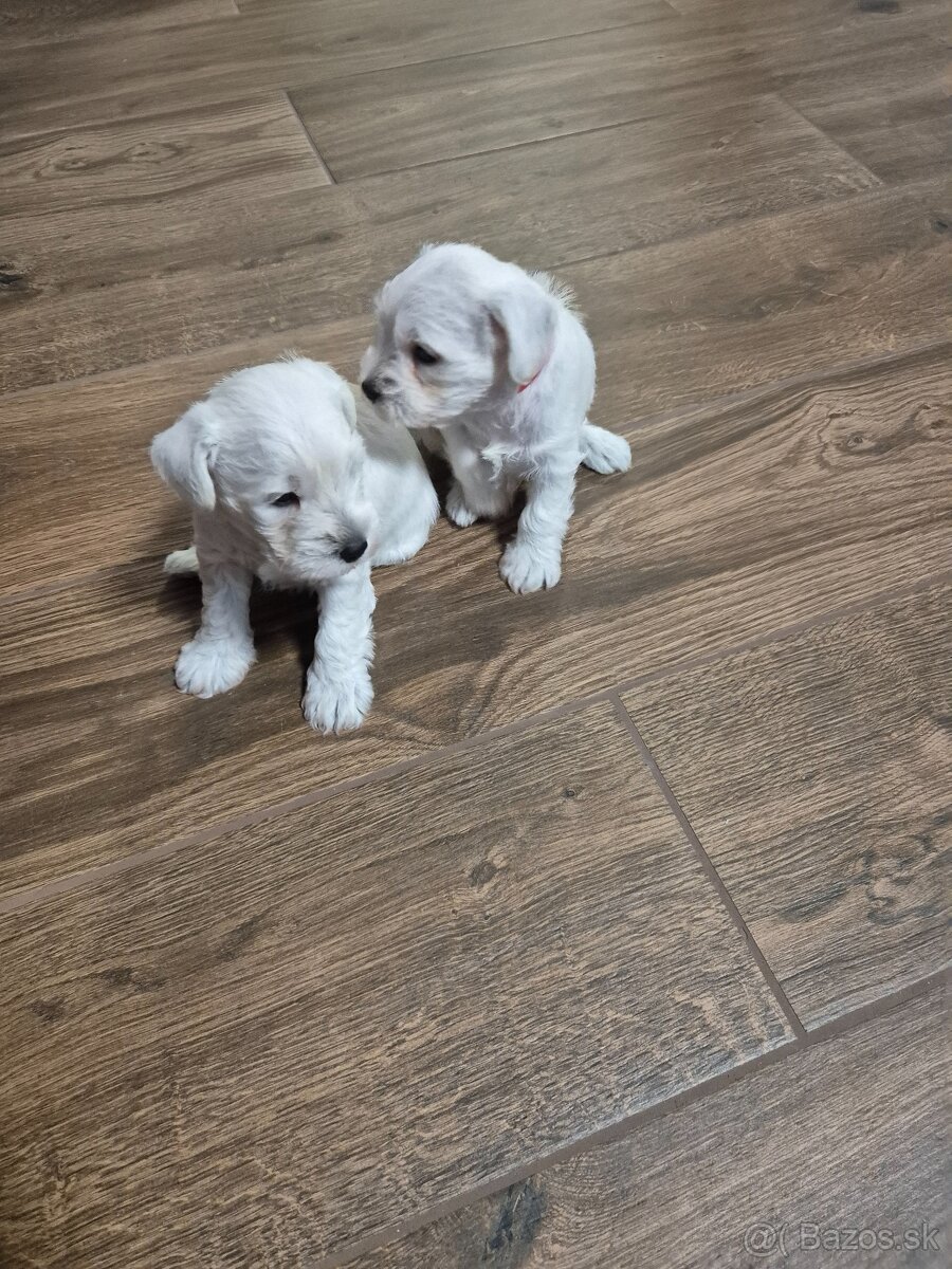 Bradač maly biely - 2