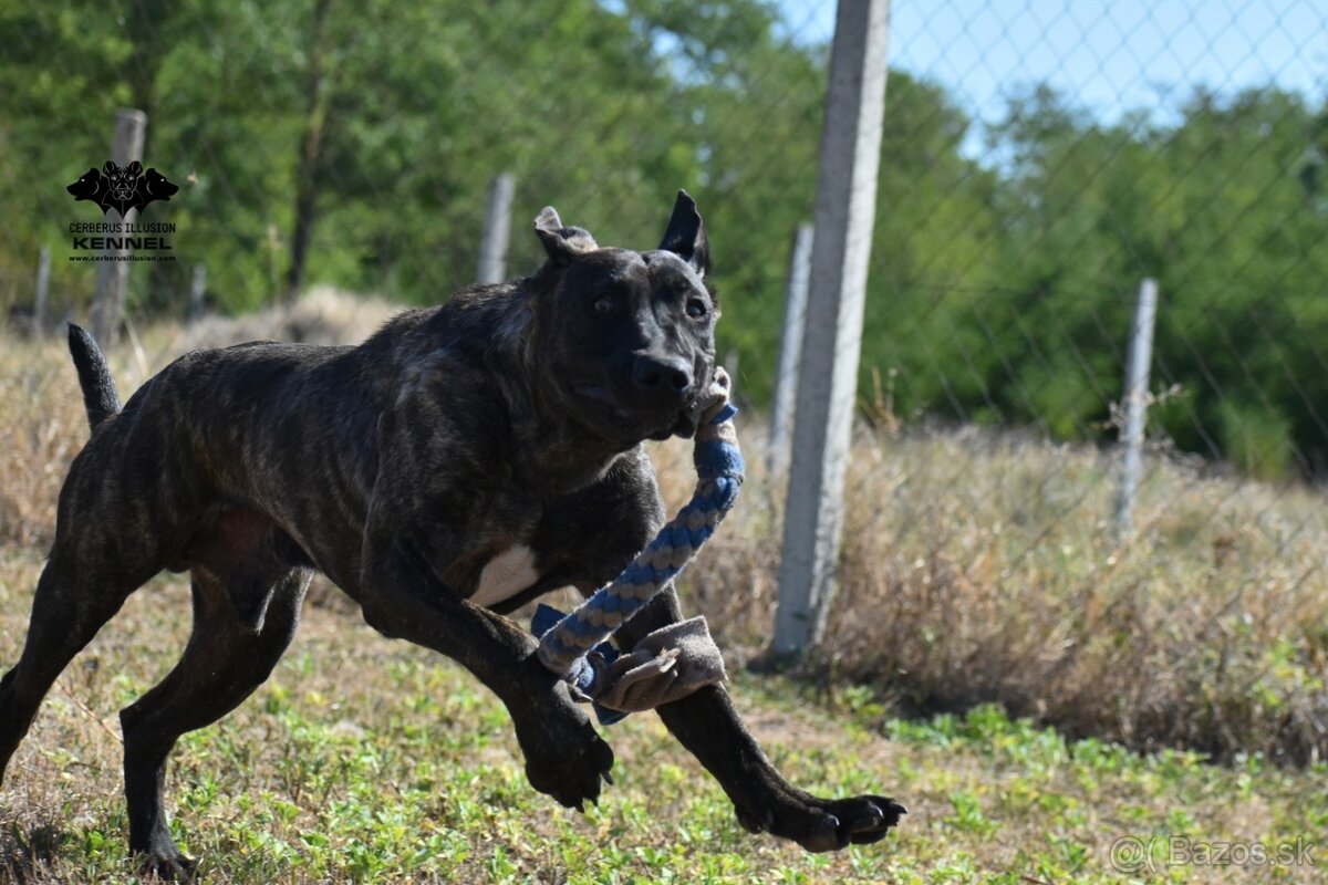 TOP Uruguajský Cimarron s PP - 2