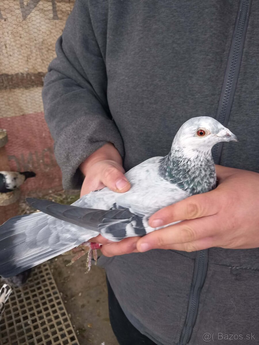 Predám holuby - 2