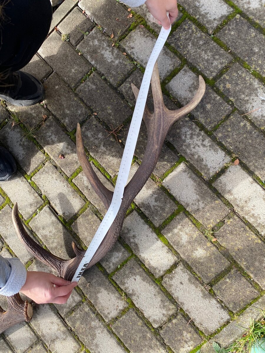 Jelenie zhody / parohy 74cm - 2