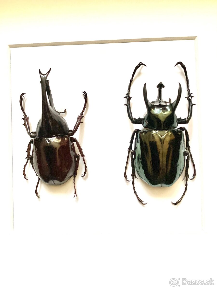 Chrobáky v ráme. - 2