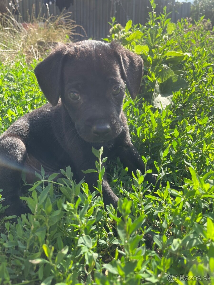 Nemecky Ovčiak - Labrador - 2