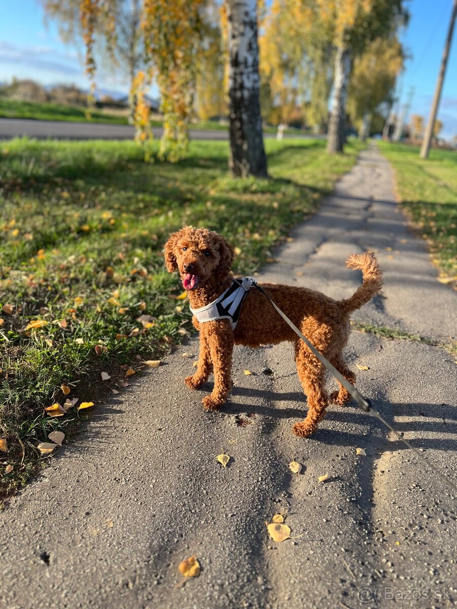 Ponúknite krytie POODLE - 2