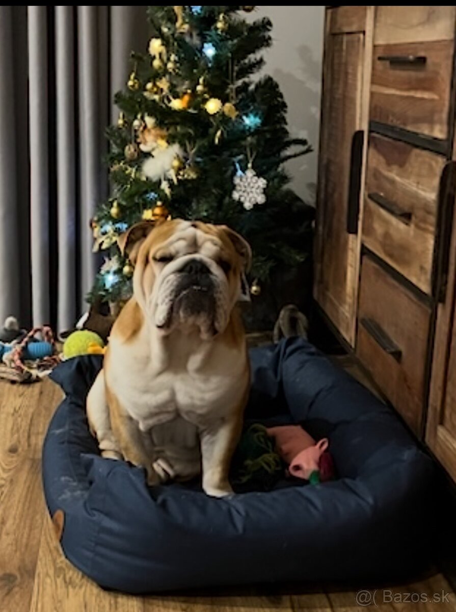 Anglicky Buldog - 2