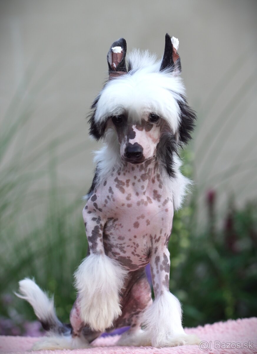 Cinsky chocholaty pes nahac - 2