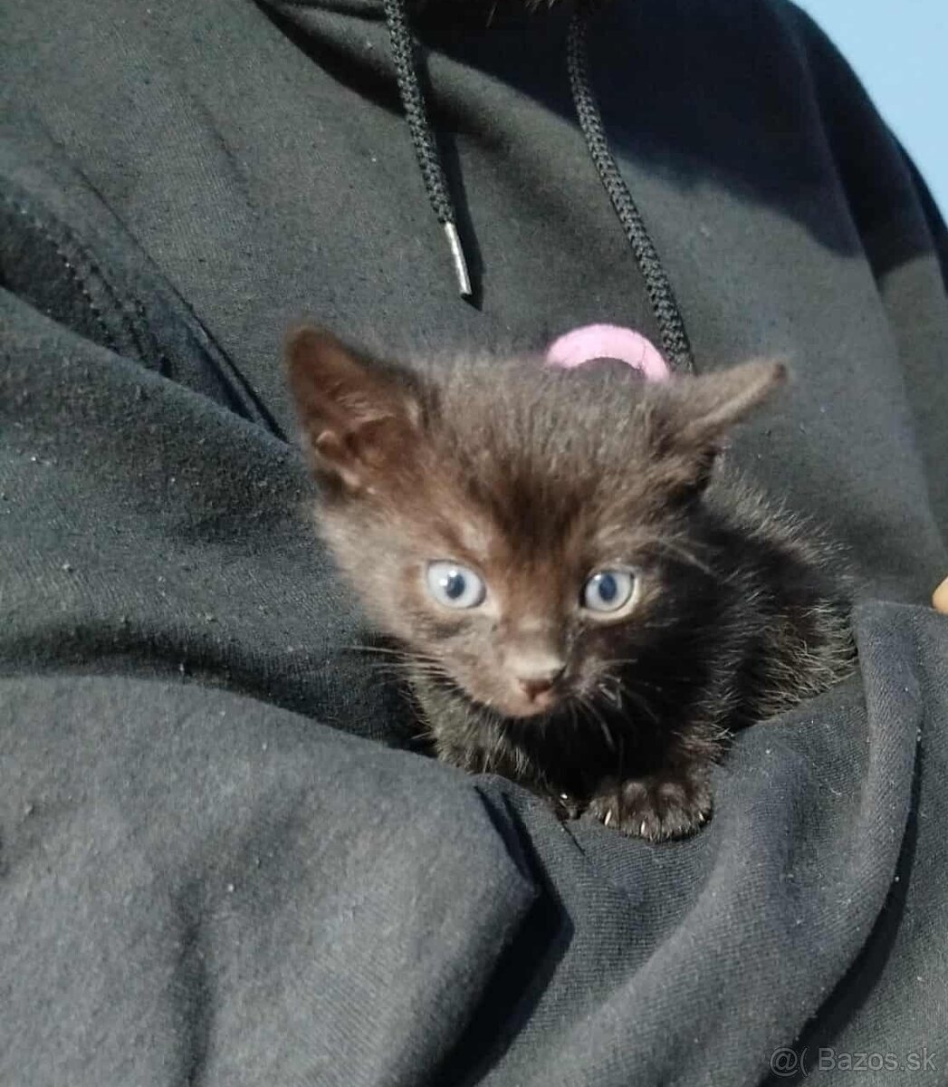 Darujem mačiatka - 2