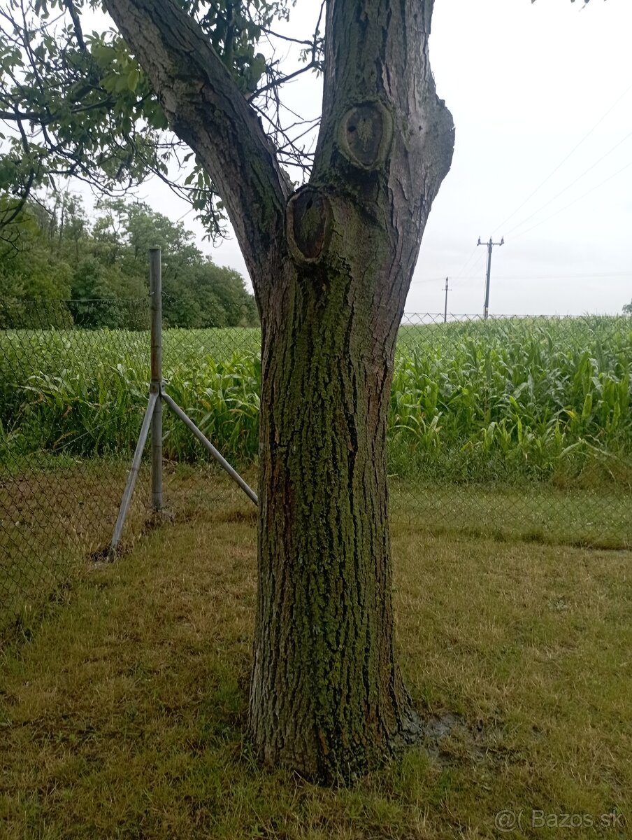 Orechovy kmen za spilenie - 2