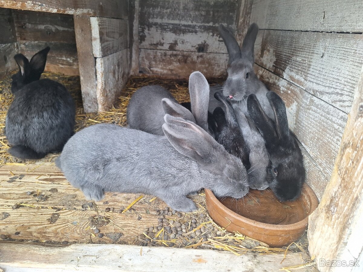 Zajace na predaj - 2