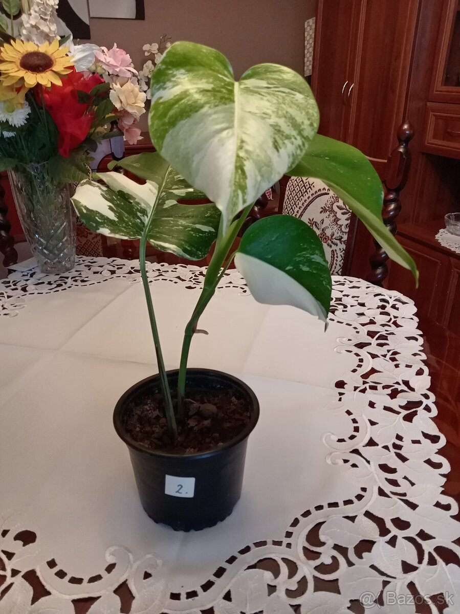 Monstera variegata - 2