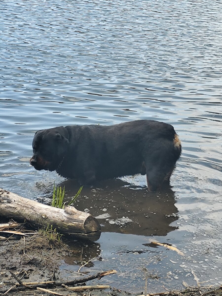 Rotvajler na krytie - 2