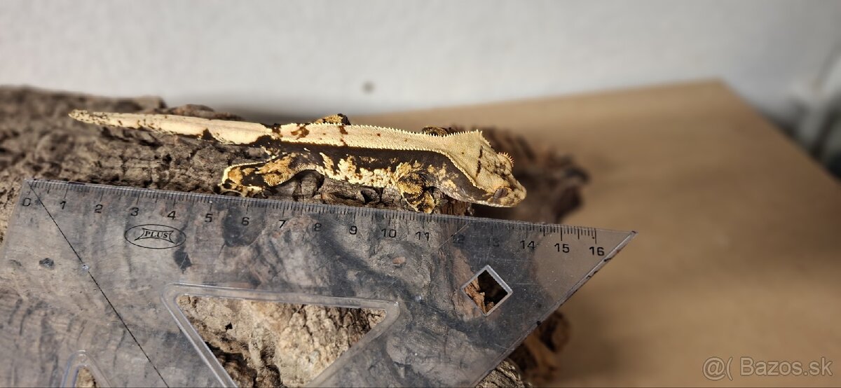 Pagekon riasnaty - 2