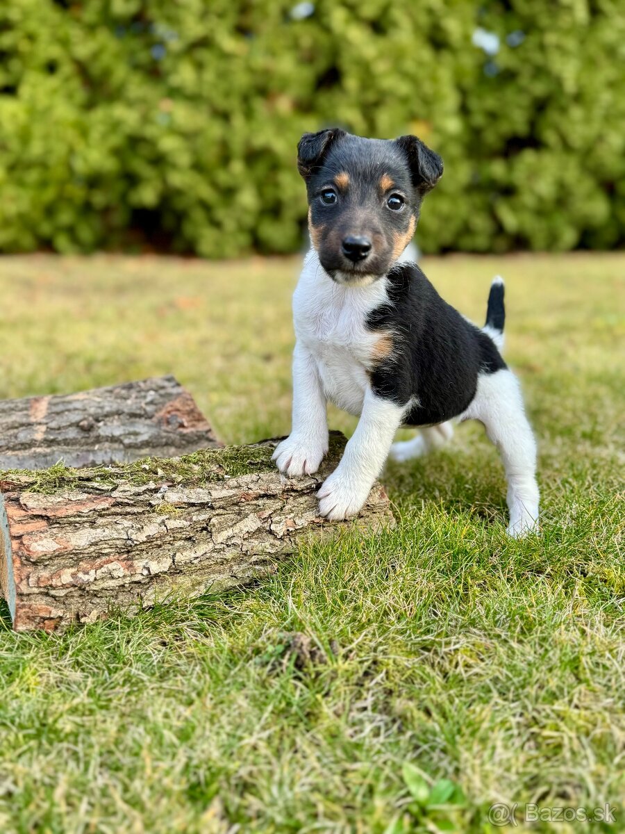 Foxterier hladkosrstý - 2