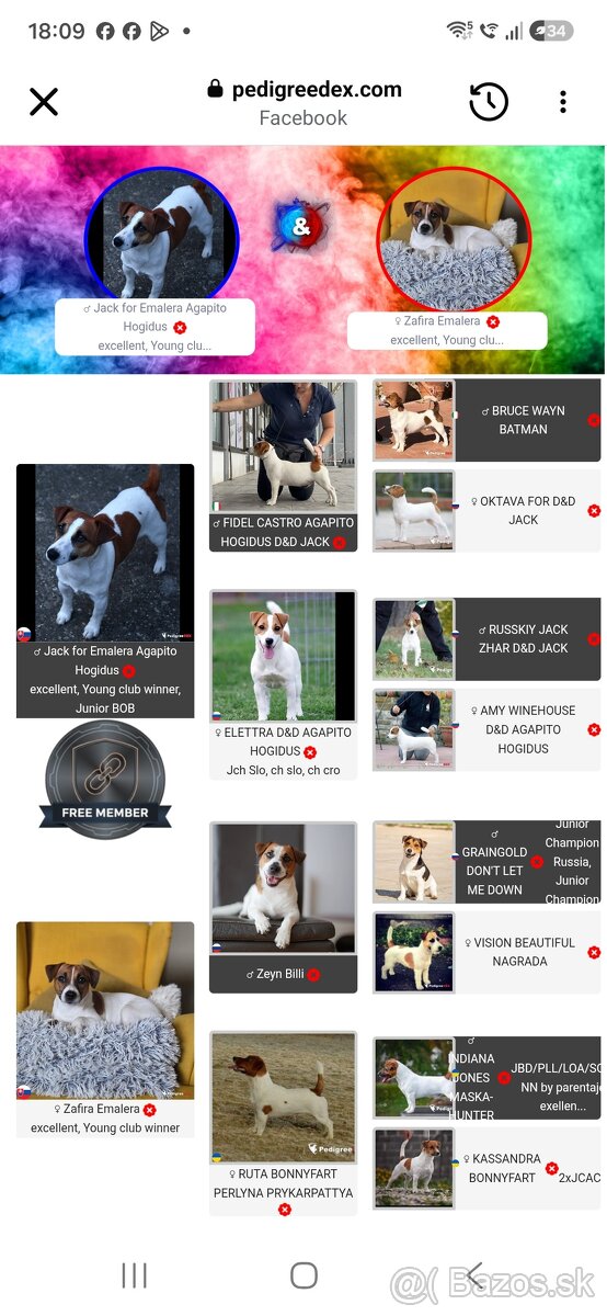 Jack russel terier s PP - 2