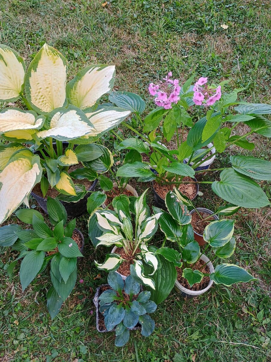 Hosta - 2