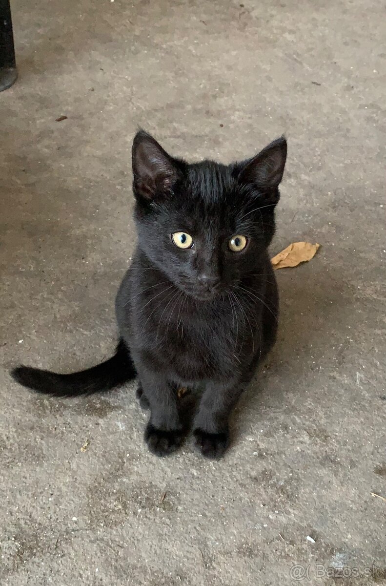 Roztomilé mačiatka - 2