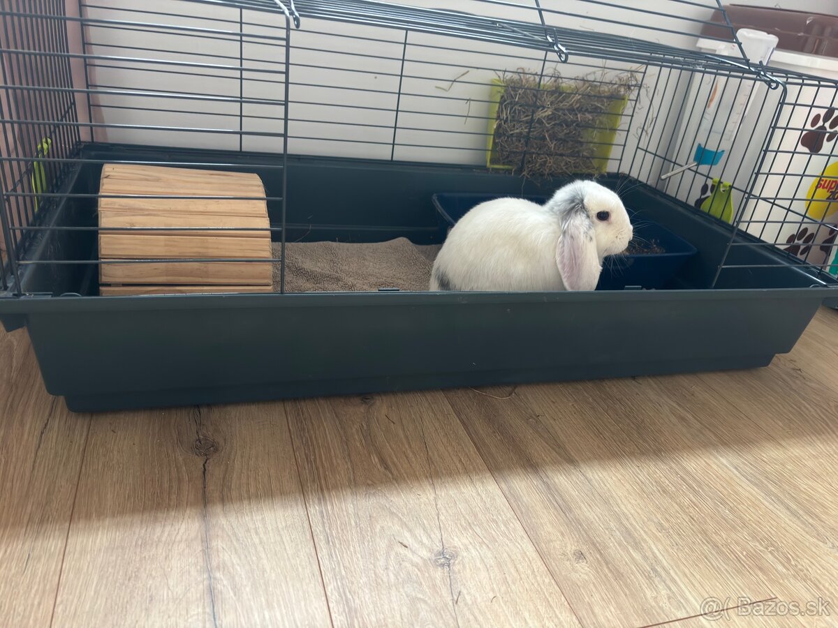 Kralik- Barancek samicka - 2