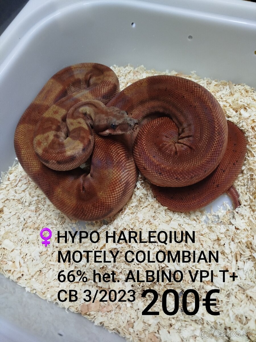 Boa Constrictor VPI T+ - 2