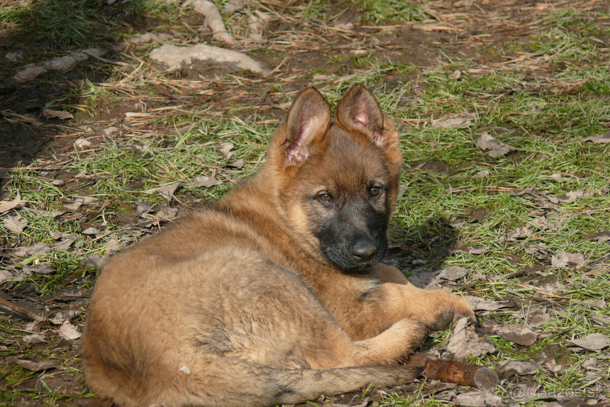 Šteniatka Nemeckého ovčiaka s PP- pracovné - 2