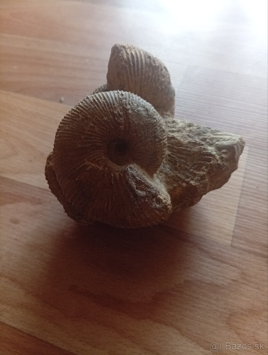Skameneliny Amonitov - 2