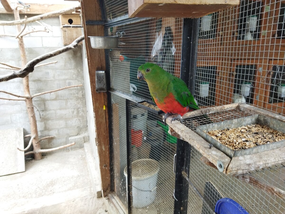 Papagáj královský - 2