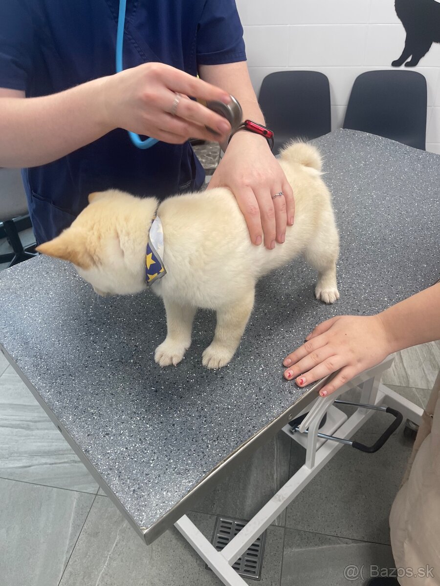 Predám šteniatko - 2