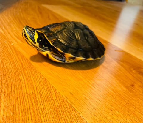 Vodná korytnačka - 2