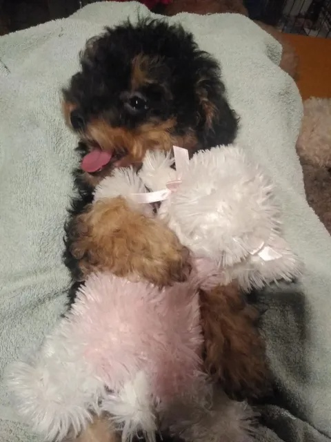 pudlik-pudel toy - 2