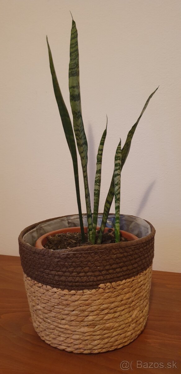 Svokrine jazyky 60 cm - 2