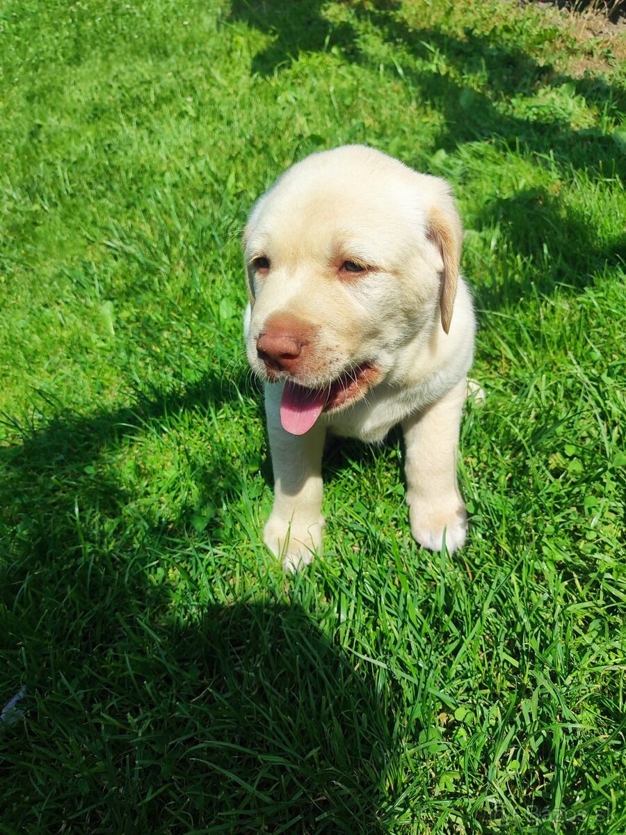 Labrador šteniatka - 2