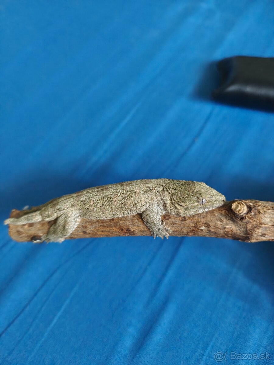 R.Leachianus NuuAmi - 2