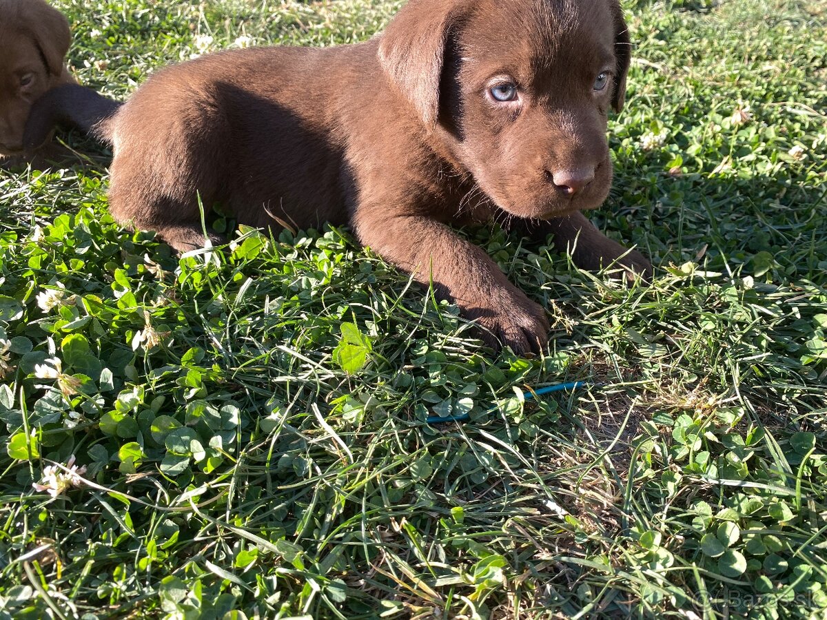 Labrador šteniatka - 2