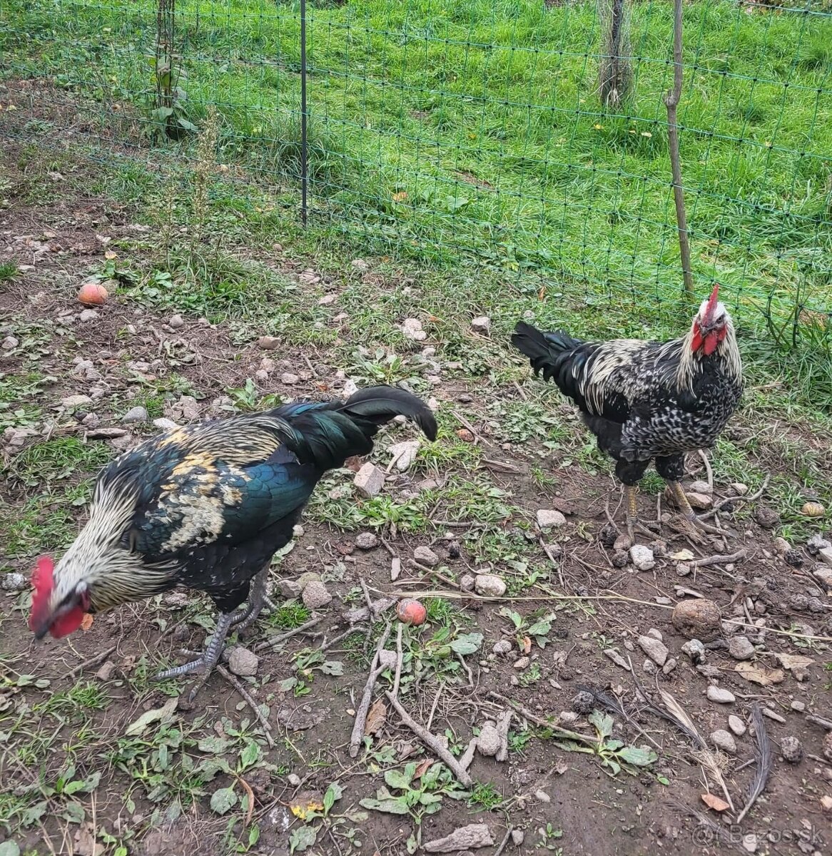 Kohúty na predaj - 2