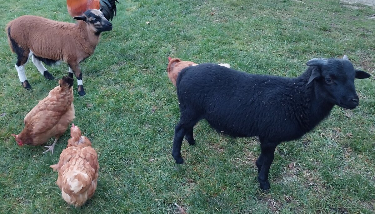 Kamerúnske barany a ovca na predaj - 2